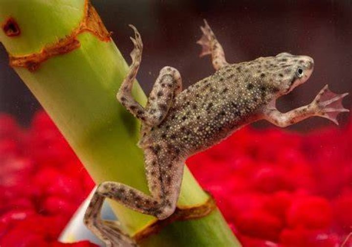 Are African dwarf frogs poisonous?