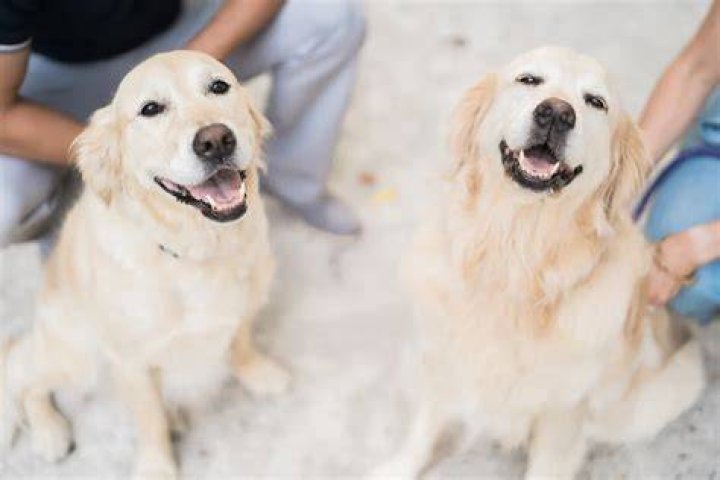 Are Golden Retrievers good family pets?