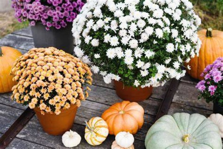 Are mums good cut flowers?