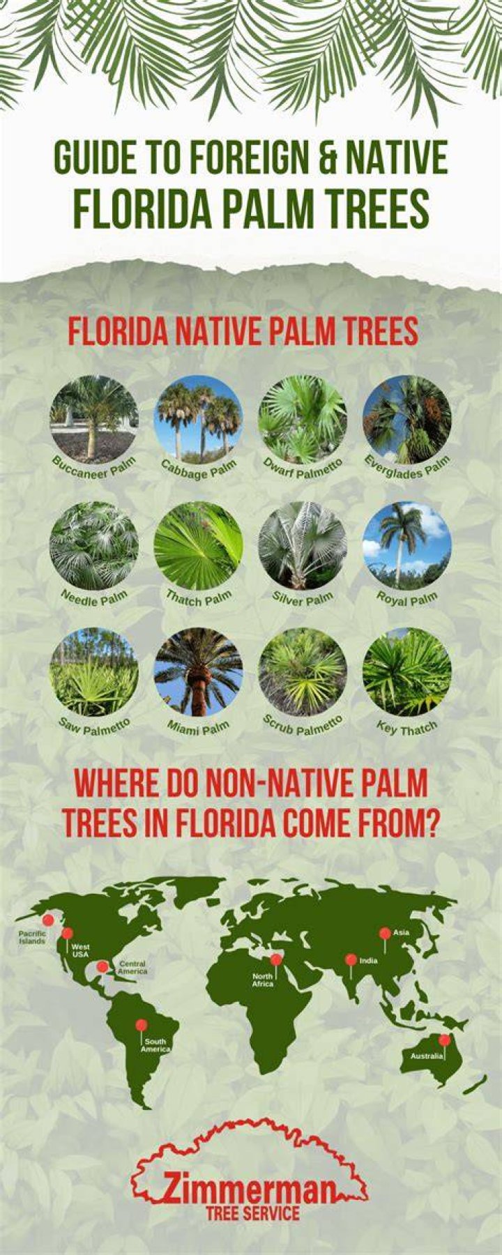 Are palm trees native to America?