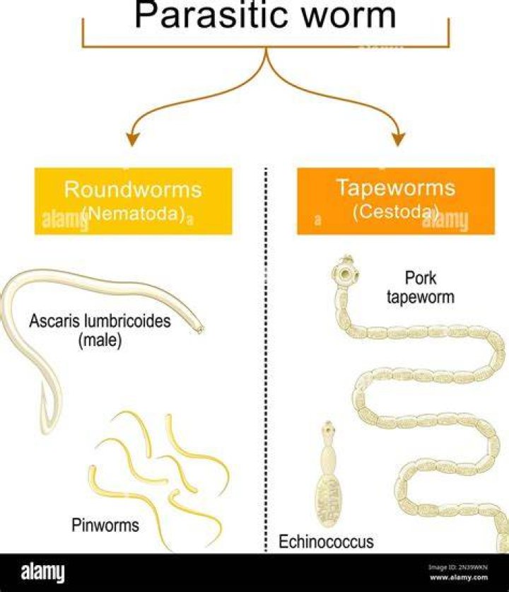 Are roundworms Autotrophs?