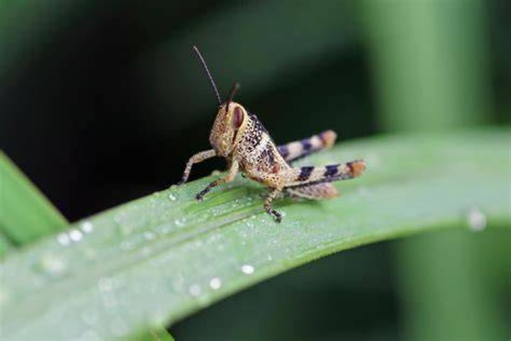 Can Grasshoppers harm you?
