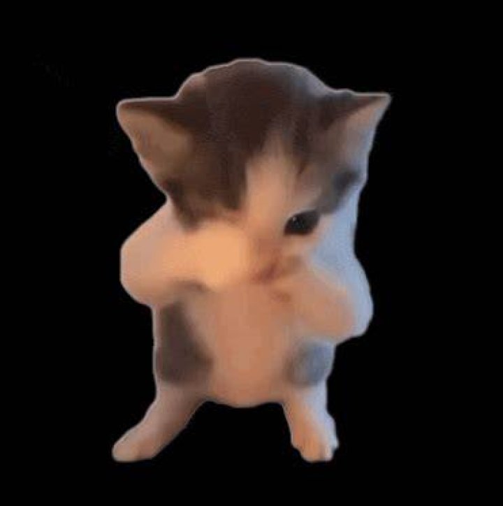 Cat Doing the Scuba Dance: The Viral Sensation Explained