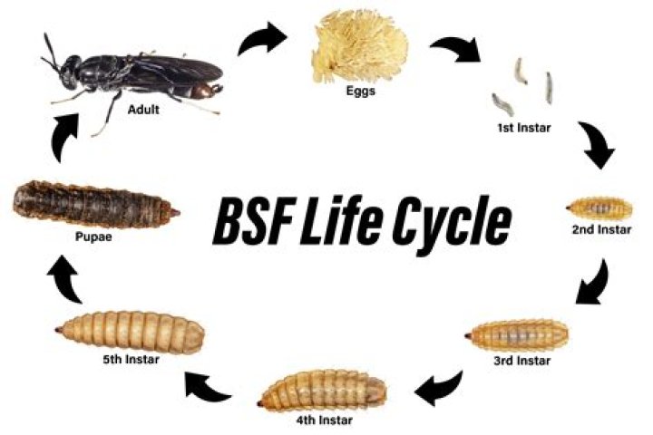 Do black soldier fly larvae eat leaves?