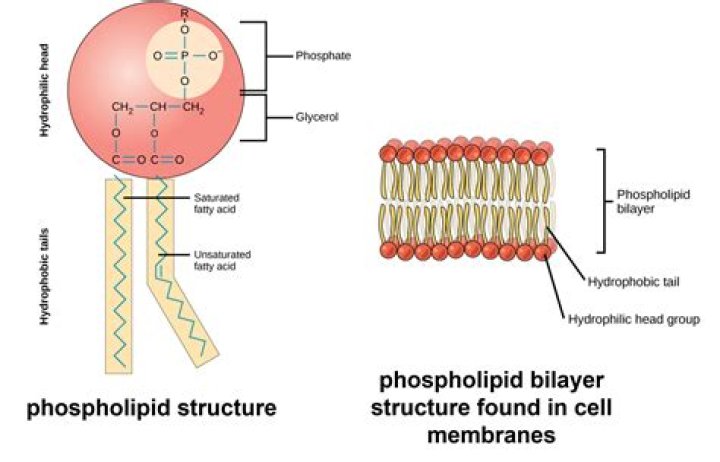 Do membrane phospholipids remain fluid?