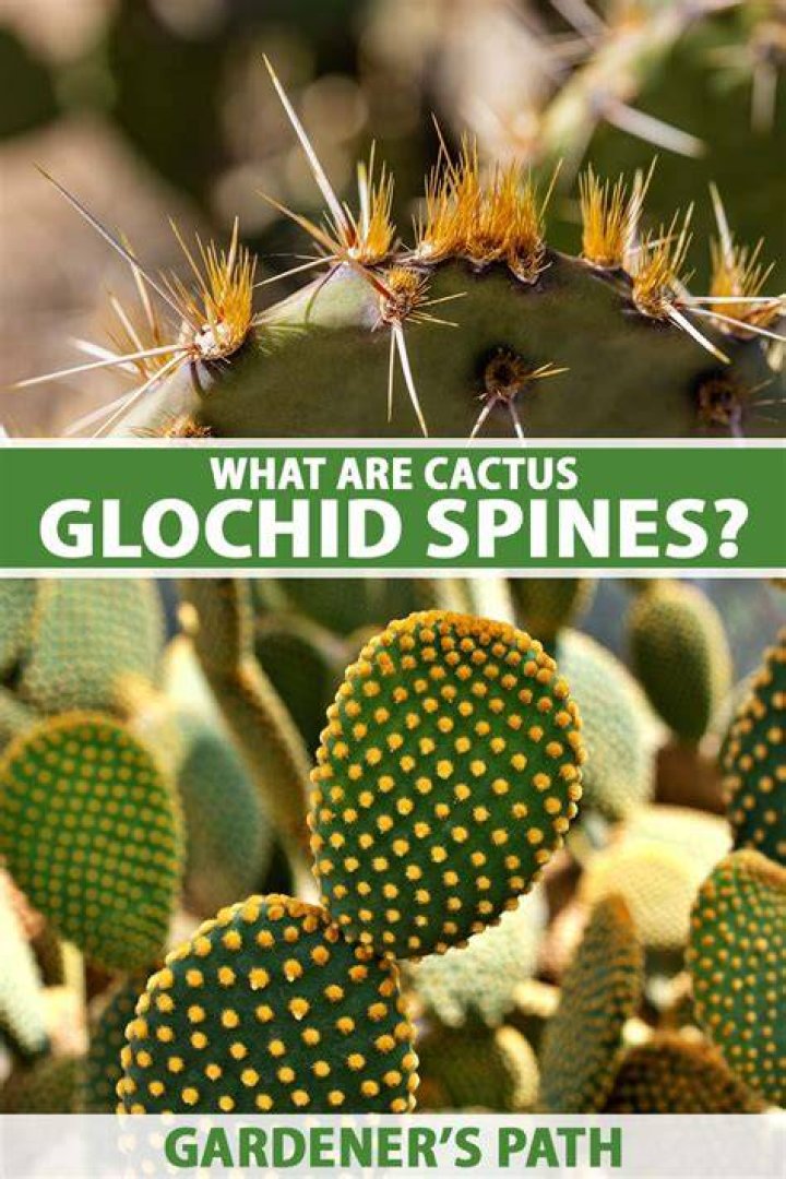 Does a succulent have spines?