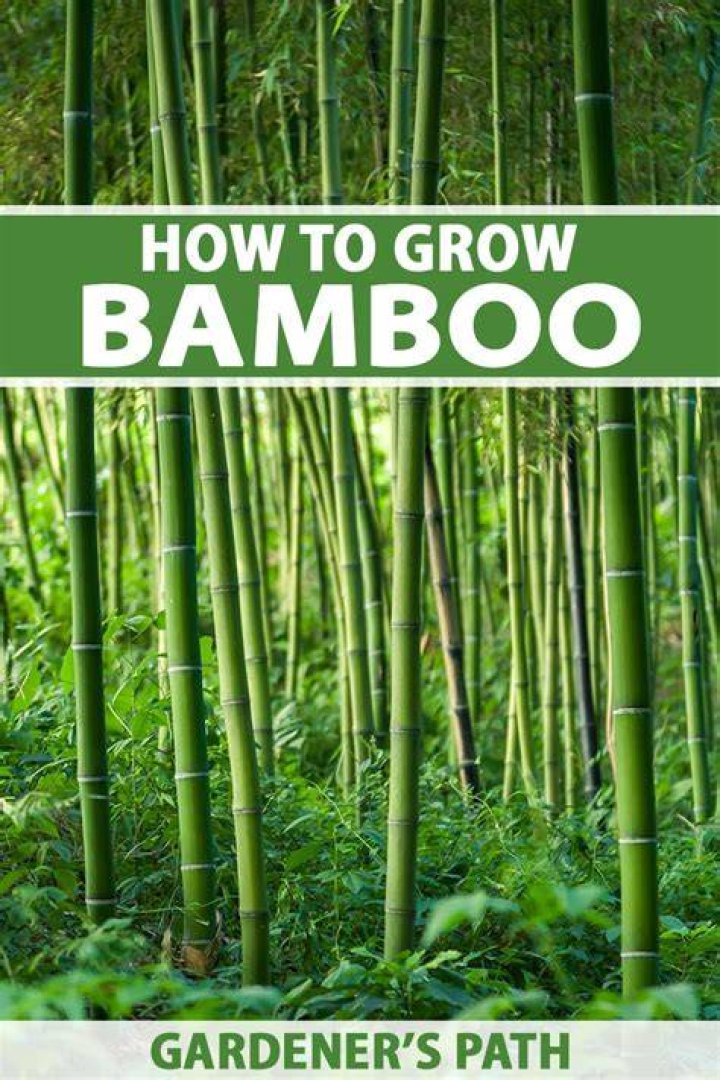 How do you control and plant bamboo?