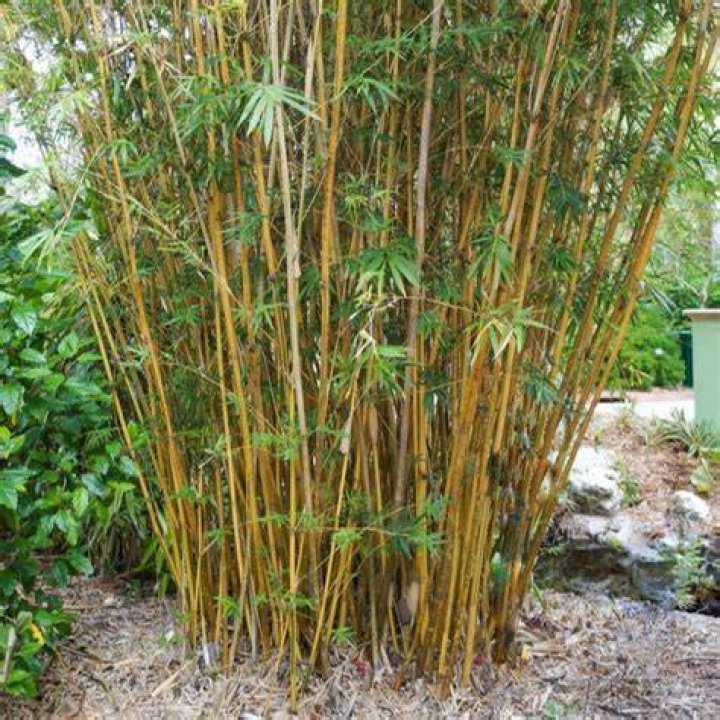 How do you plant golden goddess bamboo?