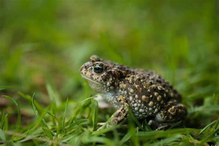 How do you repel toads?
