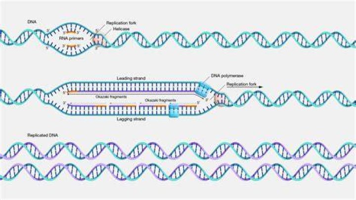 How do you replicate a DNA sequence?