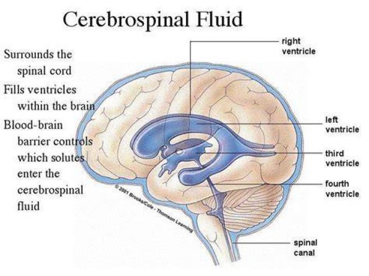 How does cerebrospinal fluid exit the brain?