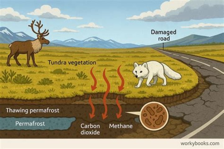 How does rainfall affect the tundra?