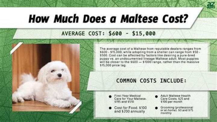 How much does a Maltese poodle puppy cost?