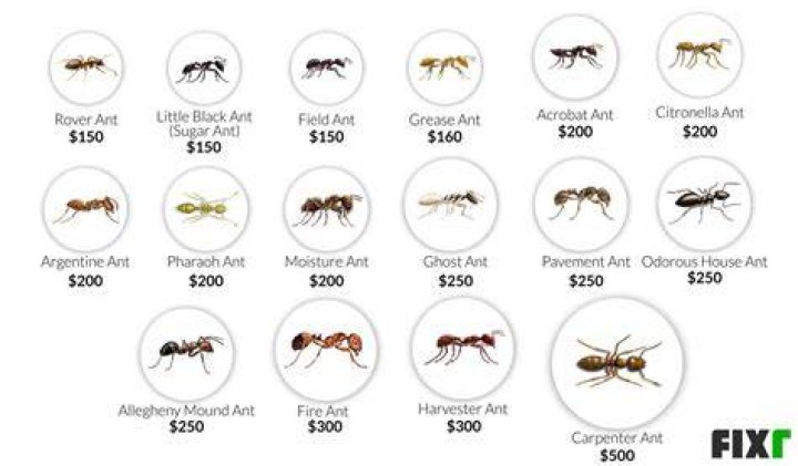 How much does it cost for ant control?