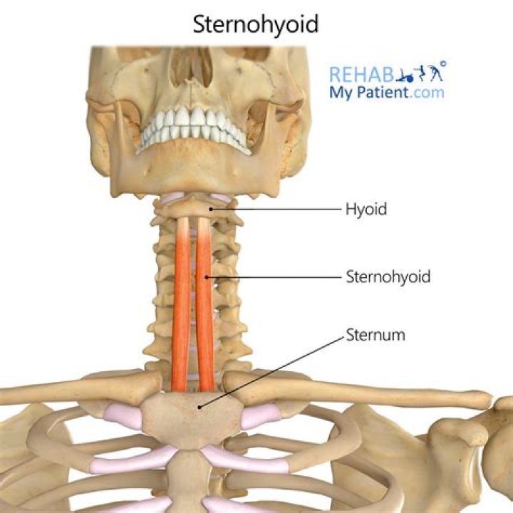 How was the Sternohyoid named?