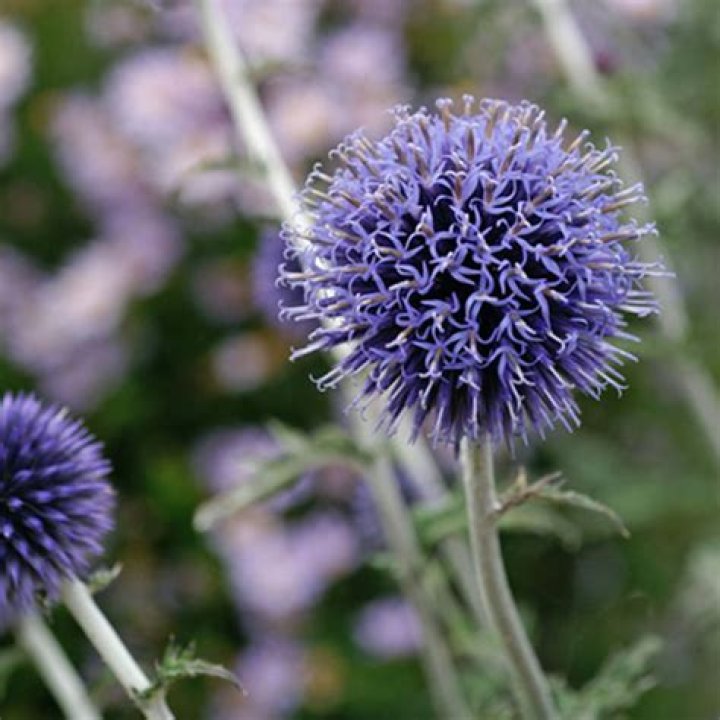 Is globe thistle deer resistant?