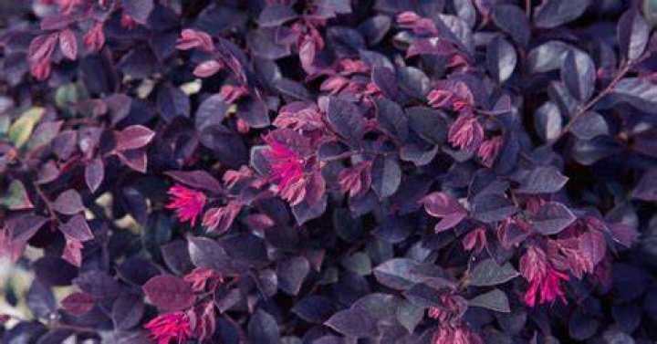 Is loropetalum deer resistant?