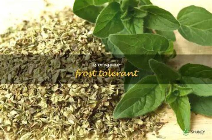 Is oregano frost tolerant?
