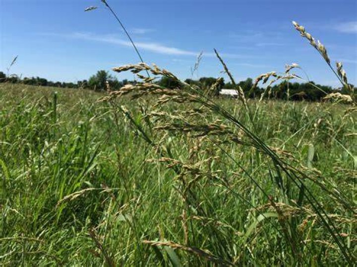 Is tall fescue toxic?
