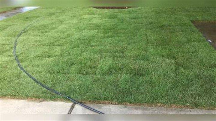Is Zoysia grass hard to maintain?