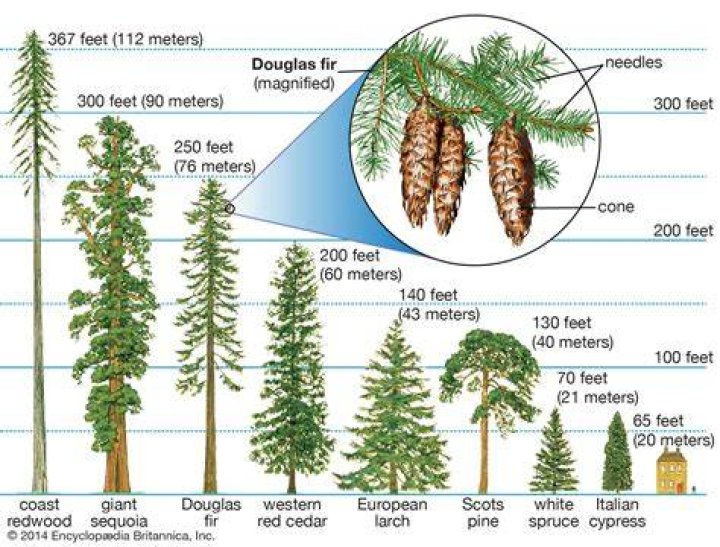 What are conifers and why are they called so?