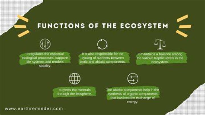 What are ecosystem functions?
