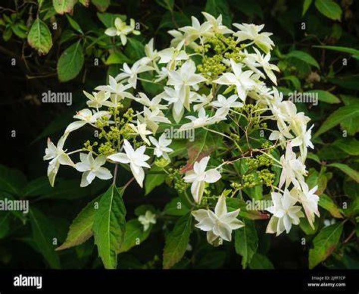 What are sterile flowers?