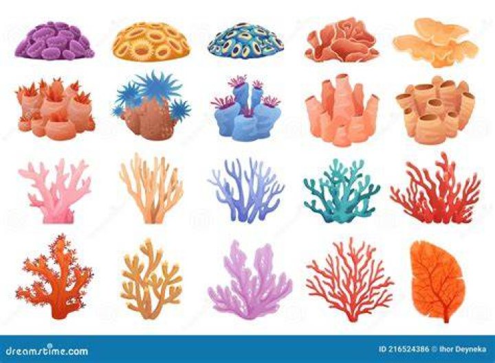 What are the shapes of coral?