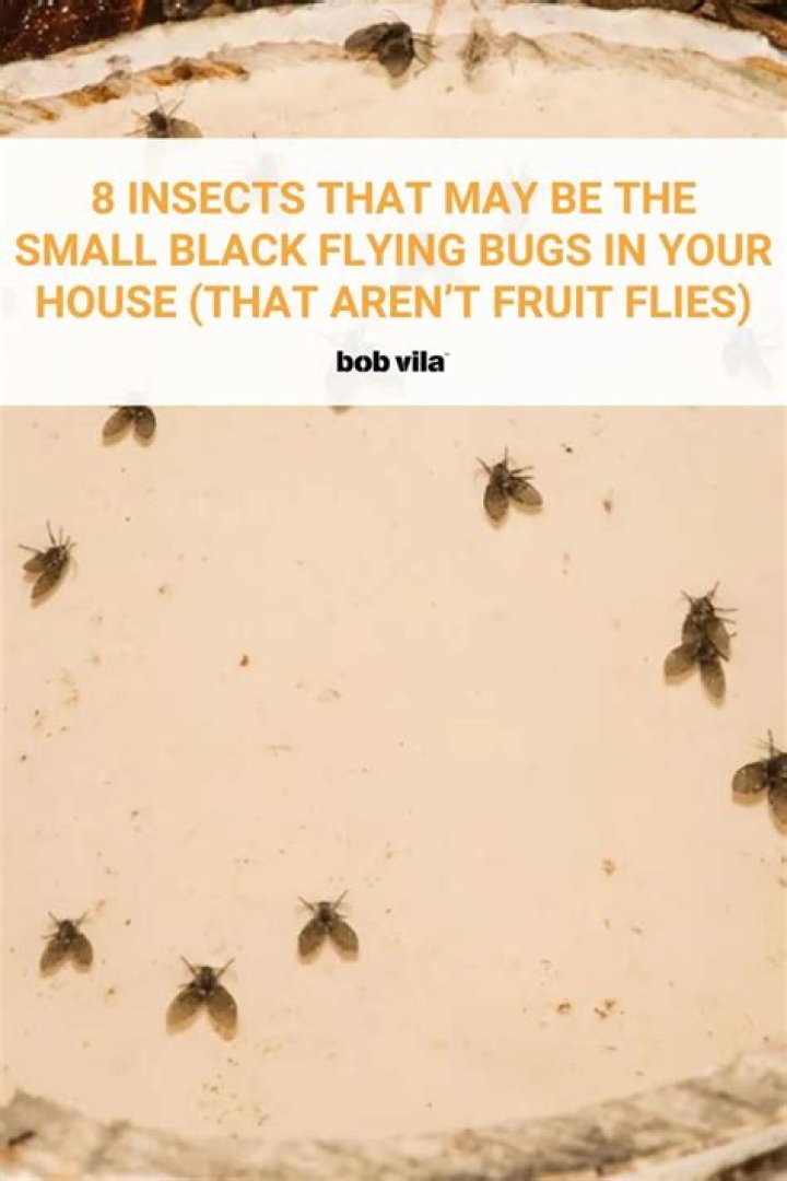 What are these little black bugs flying in my house?