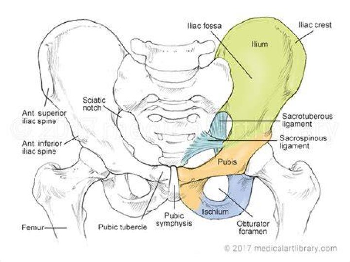 What bones make up the pubic symphysis?