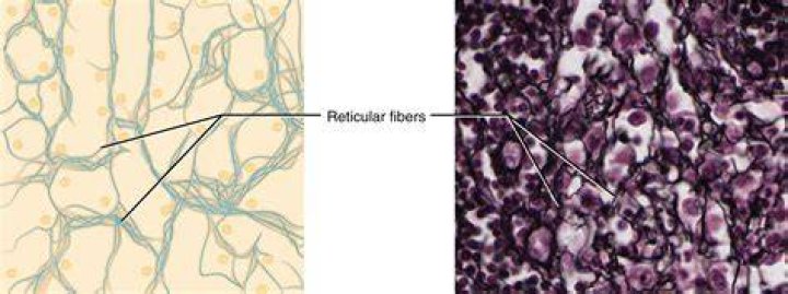 What do reticular fibers look like?