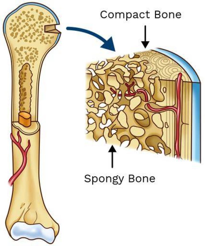 What does spongy bone do?