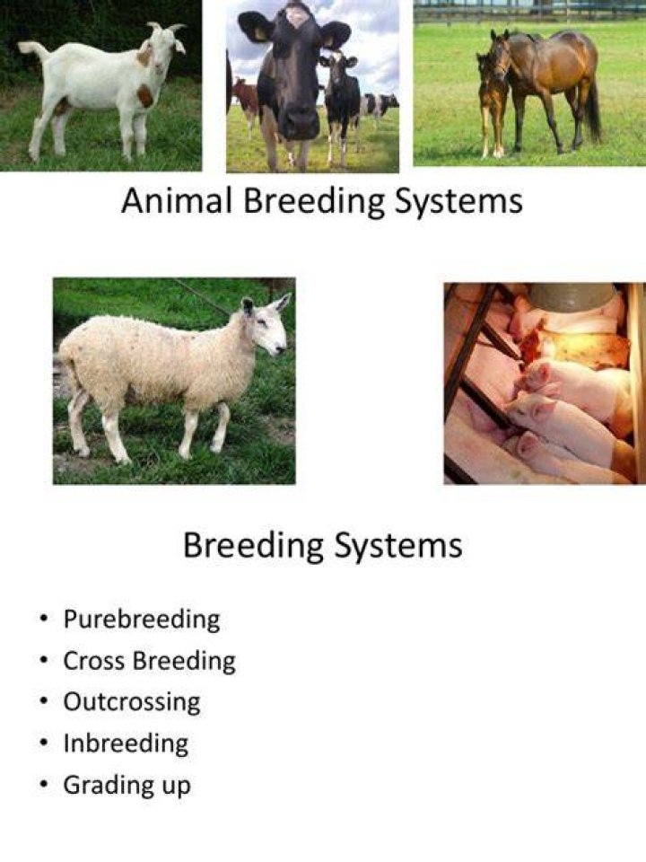 What is a breeding system?