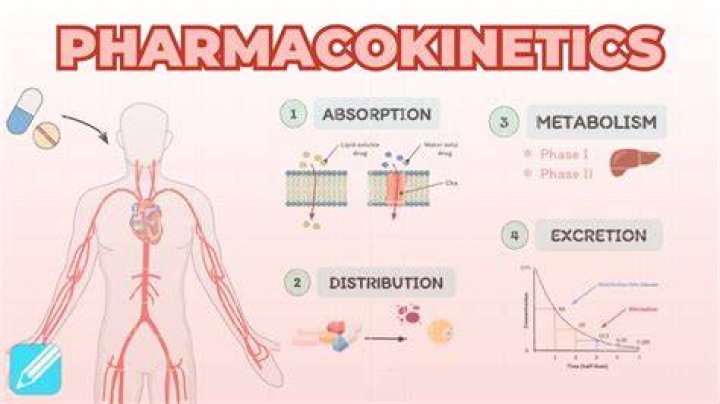 What is absorption in pharmacokinetics?