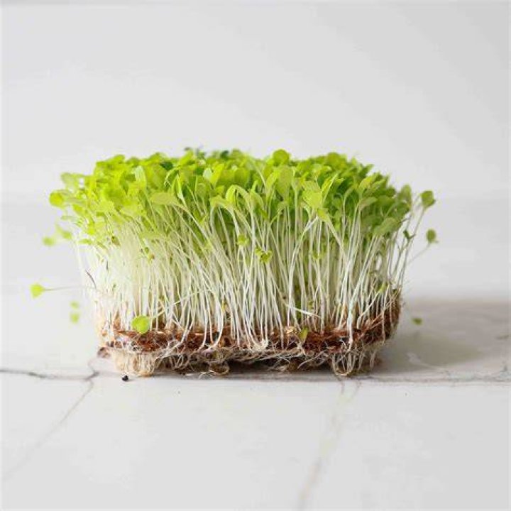 What is micro lettuce?