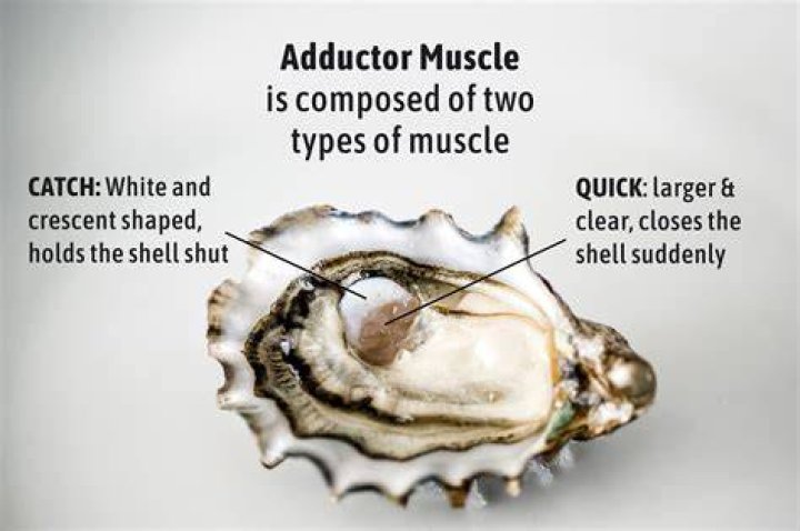 What is the difference between an oyster and a muscle?