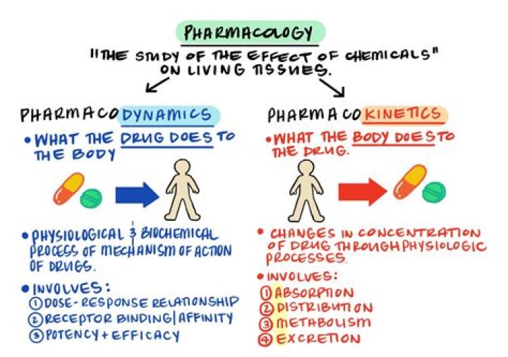 What is the difference between pharmacokinetics and pharmacodynamics?