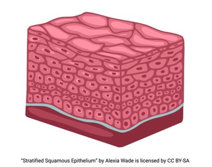 What is the function of stratified squamous epithelium?