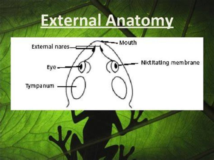 What is the function of the external nares in a frog?