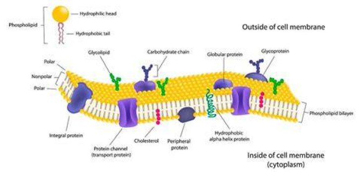 What is the major phospholipid found in cell membranes quizlet?