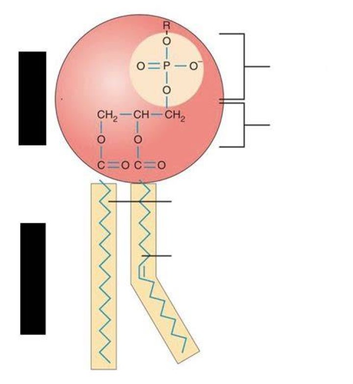 What is the structure of a phospholipid quizlet?