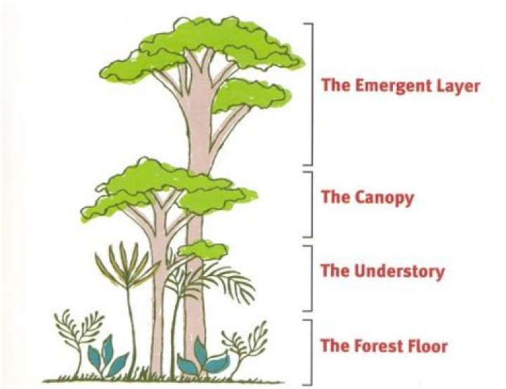What is the temperature in the emergent layer?