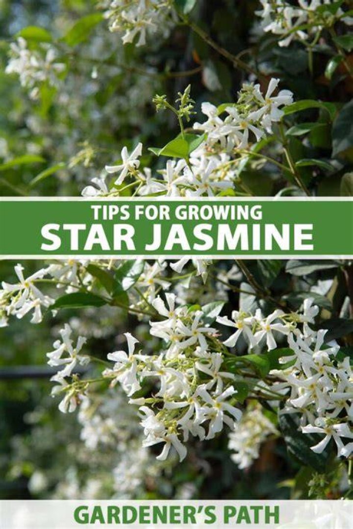 What season does Jasmine grow?