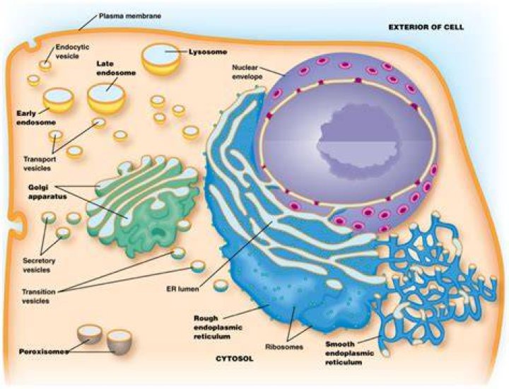 Where are vesicles in a cell?