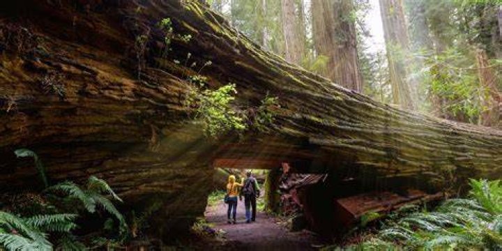 Where is the best place to visit the redwoods?