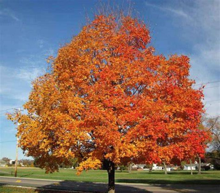 Where is the sugar maple found?