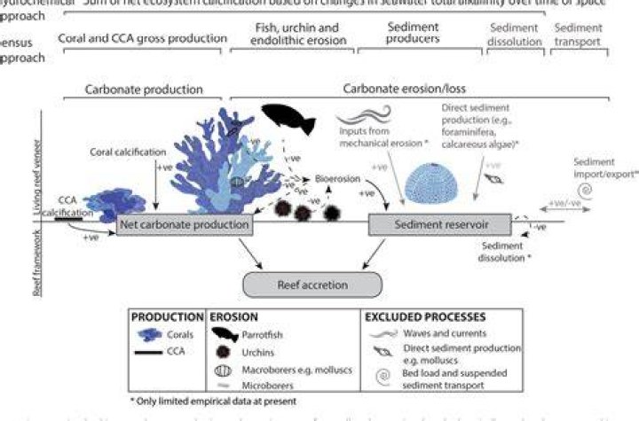 Why do corals need calcium carbonate?