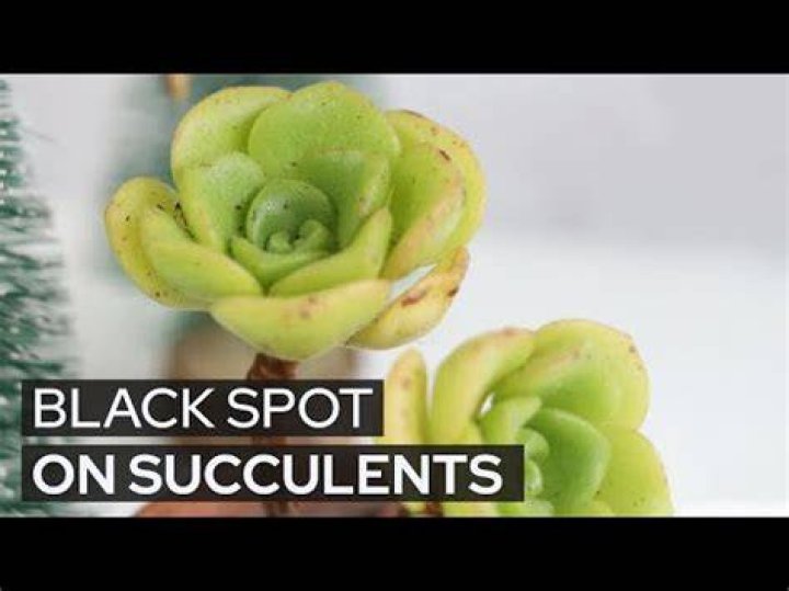 Why do succulents get brown spots?