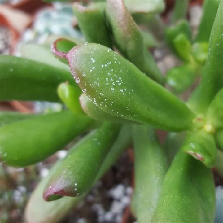 Why has my succulent got white spots?