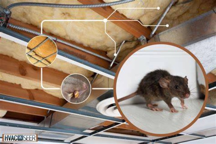 Will rats nest in fiberglass insulation?